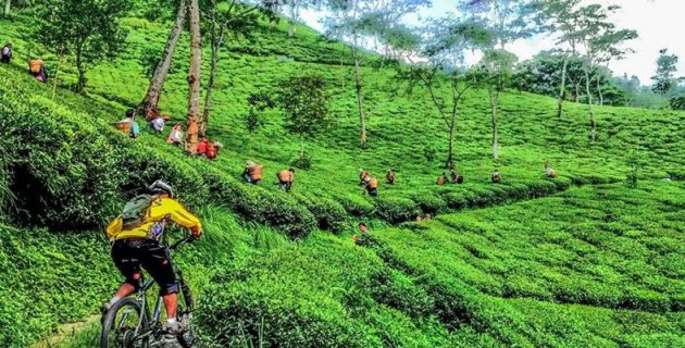 Guided-Tea-Tour-with-Mountain-Bike-Trip