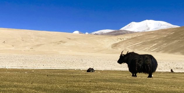 featured-Rupshu-Trek